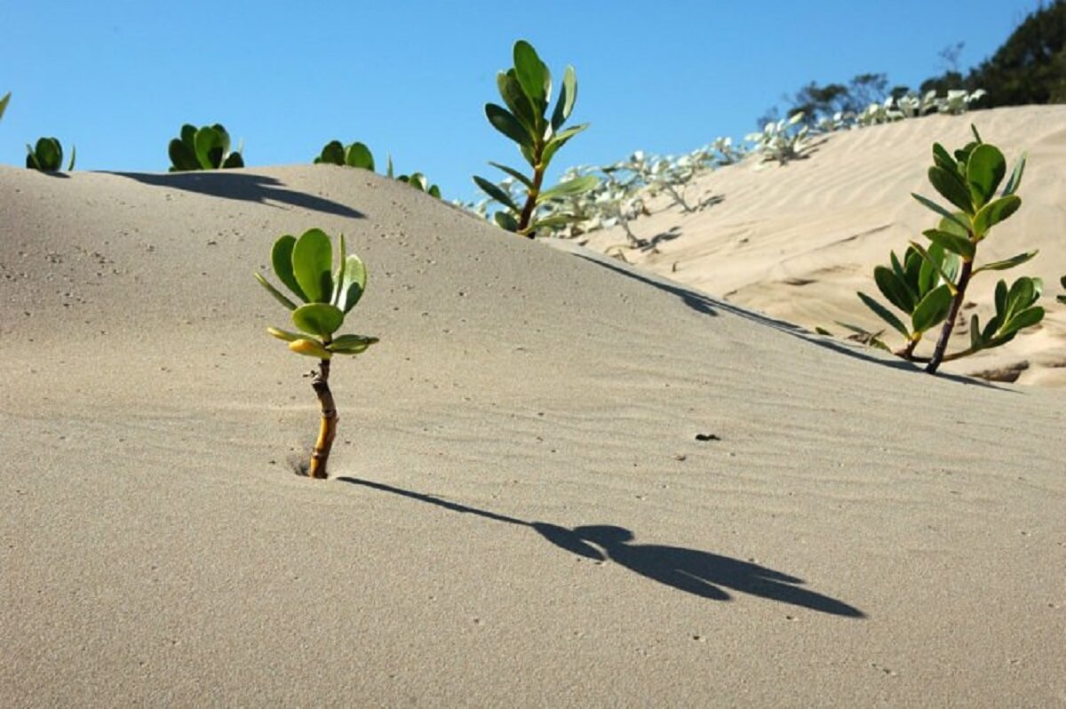 sensivel-mente.com - Avança a grande muralha verde de 8.000 Km de árvores para salvar a África e o mundo