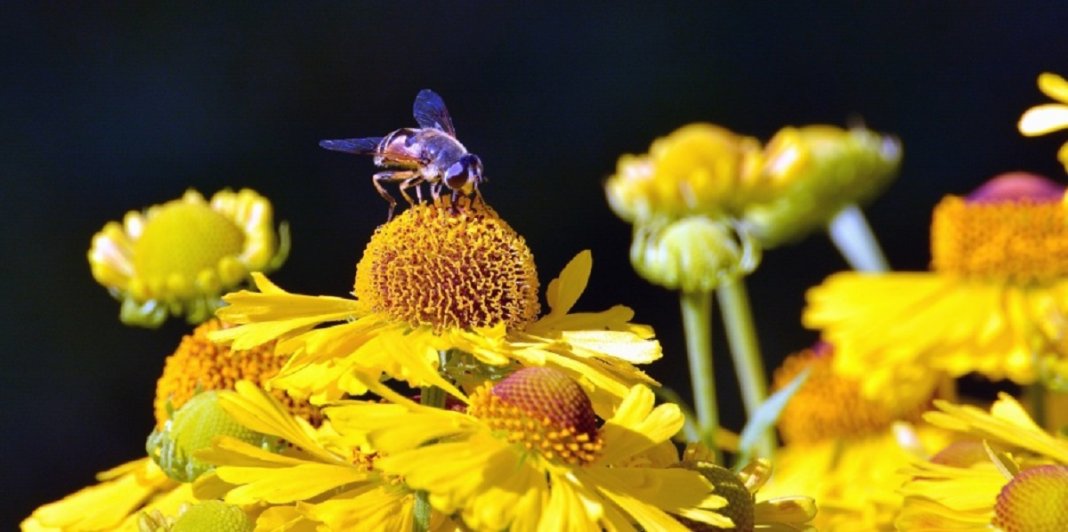 Bairro em Londres vai criar 11km de corredor de flores para abelhas
