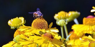 Bairro em Londres vai criar 11km de corredor de flores para abelhas