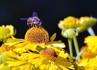 Bairro em Londres vai criar 11km de corredor de flores para abelhas