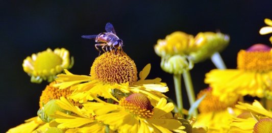 Bairro em Londres vai criar 11km de corredor de flores para abelhas