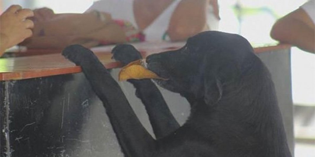 Conheça Negro, o amável cão que aprendeu comprar biscoitos