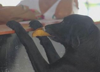 Conheça Negro, o amável cão que aprendeu comprar biscoitos