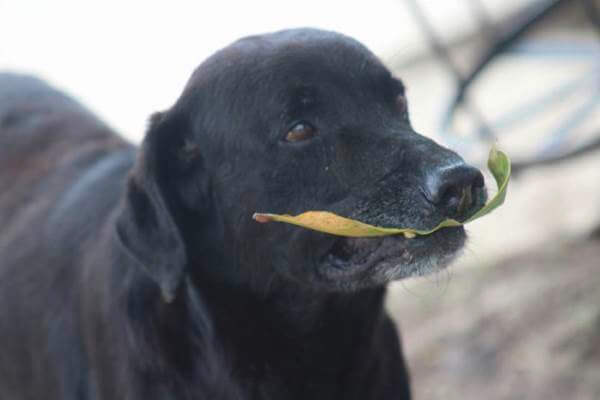 sensivel-mente.com - Conheça Negro, o amável cão que aprendeu comprar biscoitos