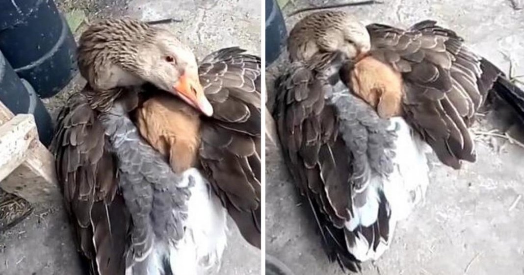 Ganso salva cachorrinho abandonado em frio congelante e aquece ele sob suas asas