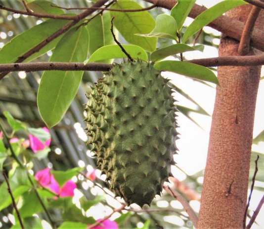 Folha de Graviola pode combater Dores da Fibromialgia!