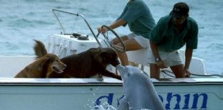 Golfinho sai da água e tasca um selinho em cachorro – veja o vídeo