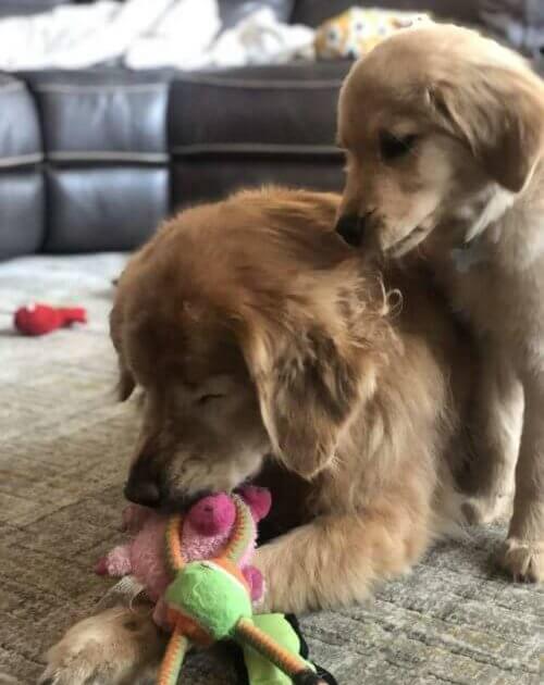 sensivel-mente.com - Cachorro idoso cego recupera a alegria de viver ao ganhar seu próprio “Cão-Guia”