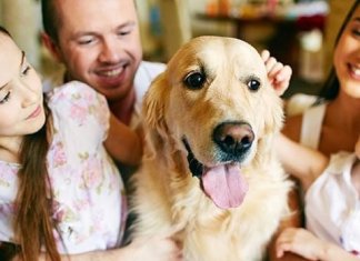 “Os cães encaram seus donos como se fossem seus pais”, afirma estudo