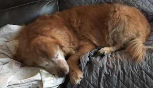 sensivel-mente.com - Cachorro idoso cego recupera a alegria de viver ao ganhar seu próprio “Cão-Guia”