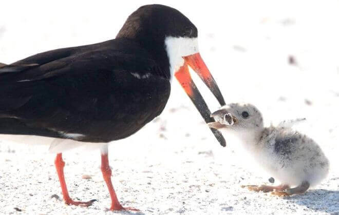 107714094 bird chick - Fotógrafa registra ave alimentando filhote com cigarro