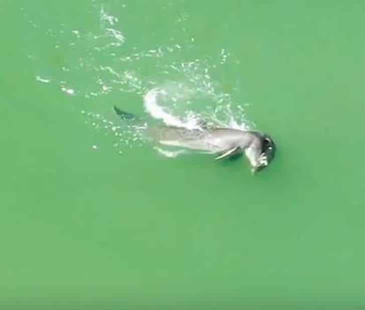 Golfinho 3 - Mãe golfinho carrega filho sem vida para beira mar só para se despedir dele