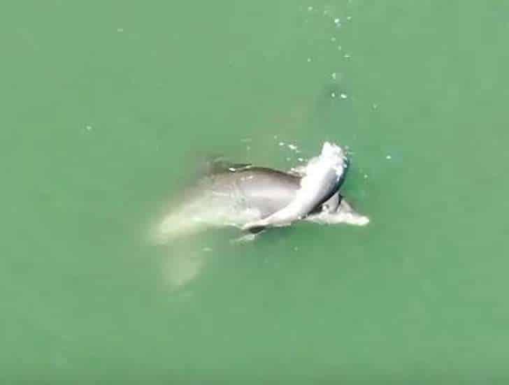 Golfinho - Mãe golfinho carrega filho sem vida para beira mar só para se despedir dele