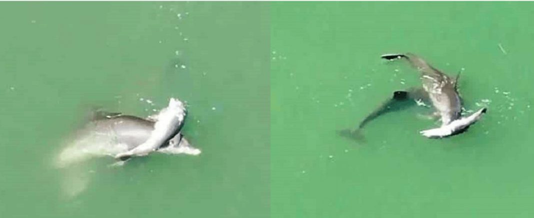 Mãe golfinho carrega filho sem vida para beira mar só para se despedir dele