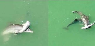 Mãe golfinho carrega filho sem vida para beira mar só para se despedir dele