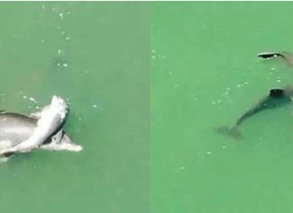 Mãe golfinho carrega filho sem vida para beira mar só para se despedir dele