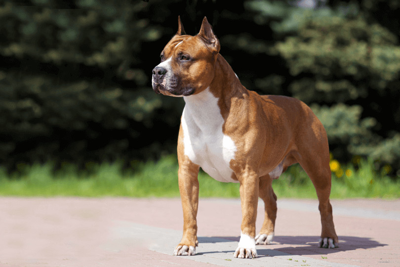 6 American Staffordshire Terrier - Cães pouco exigentes: aqui estão as melhores raças