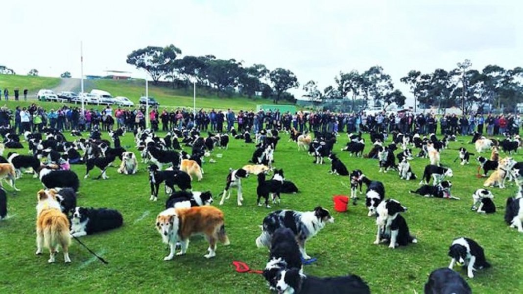 Juntaram 576 Border Collies e bateram um belo recorde de fofura na Austrália