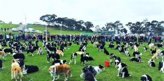 Juntaram 576 Border Collies e bateram um belo recorde de fofura na Austrália