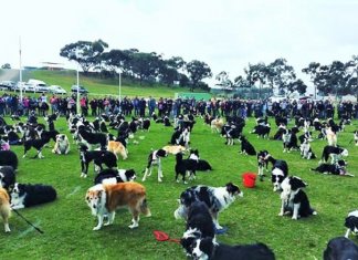 Juntaram 576 Border Collies e bateram um belo recorde de fofura na Austrália