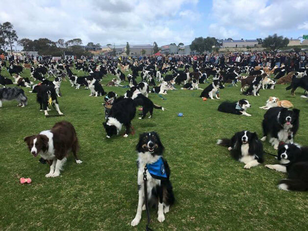 sensivel-mente.com - Juntaram 576 Border Collies e bateram um belo recorde de fofura na Austrália