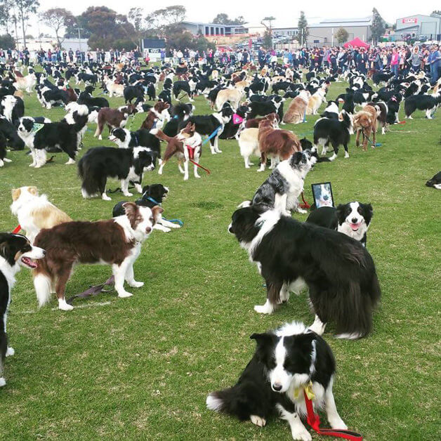 sensivel-mente.com - Juntaram 576 Border Collies e bateram um belo recorde de fofura na Austrália