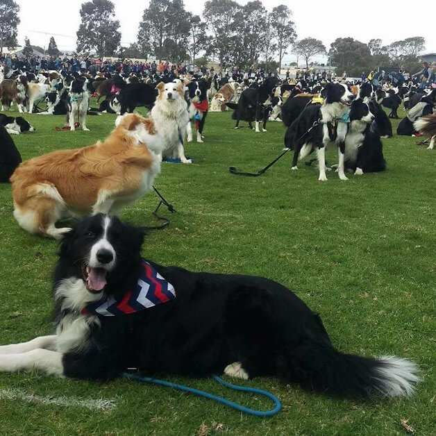 sensivel-mente.com - Juntaram 576 Border Collies e bateram um belo recorde de fofura na Austrália