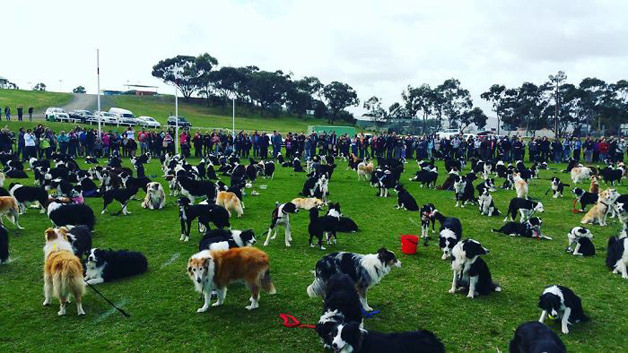 sensivel-mente.com - Juntaram 576 Border Collies e bateram um belo recorde de fofura na Austrália