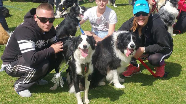 sensivel-mente.com - Juntaram 576 Border Collies e bateram um belo recorde de fofura na Austrália