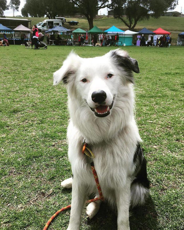 sensivel-mente.com - Juntaram 576 Border Collies e bateram um belo recorde de fofura na Austrália