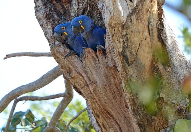 aRARA AZUL - Nascem araras azuis em área devastada pelas queimadas na Amazônia