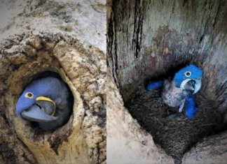 Nascem araras azuis em área devastada pelas queimadas na Amazônia