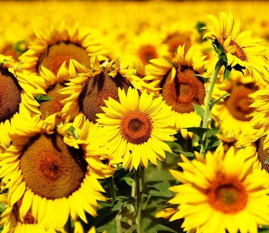 A dança dos girassóis ao som dos ventos buscando a energia do sol