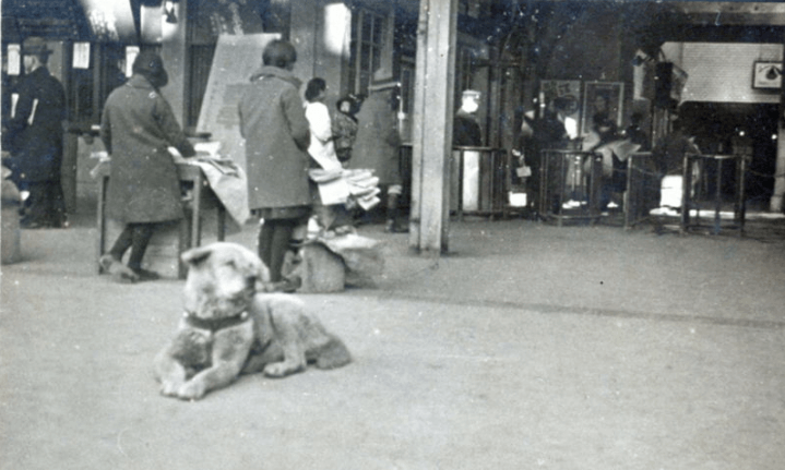 Hachikō - Uma história que ensina-nos o amor incondicional Hachiko waiting for owner at Shibuya train station - Hachikō - Uma história que ensina-nos o amor incondicional