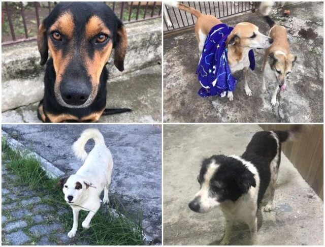 sensivel-mente.com - Vizinhança se junta e criam “cãodomínio” um abrigo que recebe animais de rua no RJ