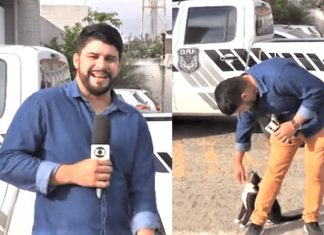 Repórter da Rede Globo tenta trabalhar e é parado por um “ataque fofo”
