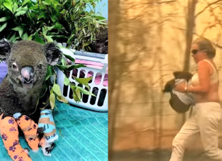 Morreu o coala que foi salvo por uma mulher em um incêndio na Austrália
