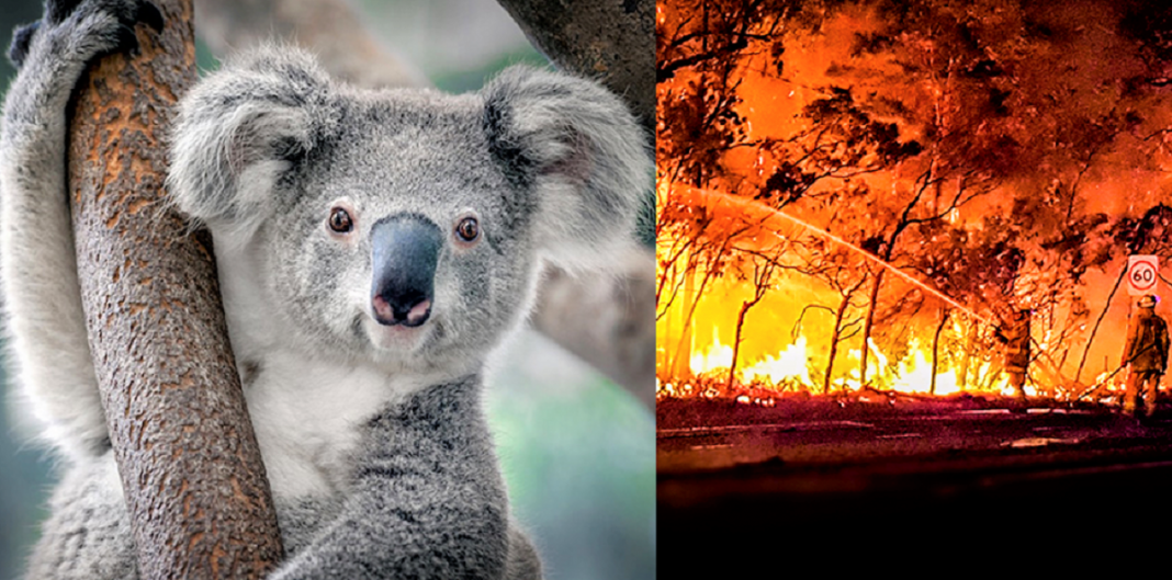 Coalas estão condenados à extinção devido aos incêndios na Austrália, afirmam pesquisadores