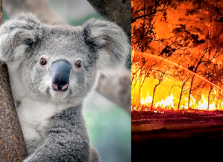 Coalas estão condenados à extinção devido aos incêndios na Austrália, afirmam pesquisadores