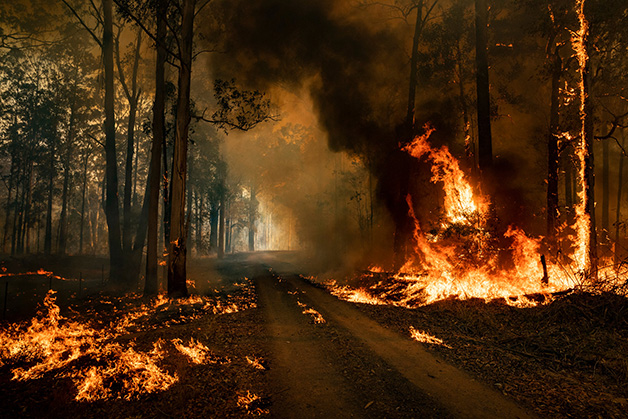 sensivel-mente.com - Coalas estão condenados à extinção devido aos incêndios na Austrália, afirmam pesquisadores