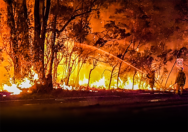 sensivel-mente.com - Coalas estão condenados à extinção devido aos incêndios na Austrália, afirmam pesquisadores