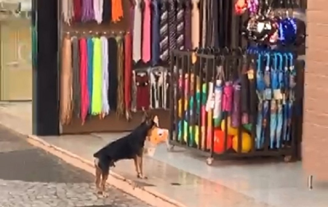 Cachorro “rouba” bichinho de pelúcia em loja e o vídeo viralizou na web