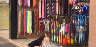 Cachorro “rouba” bichinho de pelúcia em loja e o vídeo viralizou na web