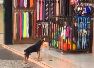 Cachorro “rouba” bichinho de pelúcia em loja e o vídeo viralizou na web