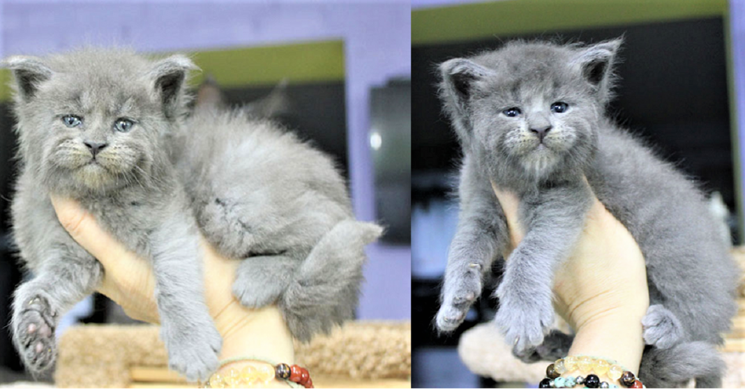 Nasce uma ninhada inteira de gatinhos com expressão de “velhinhos rabugentos”.