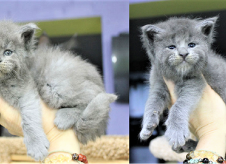 Nasce uma ninhada inteira de gatinhos com expressão de “velhinhos rabugentos”.