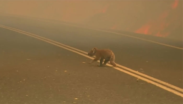 sensivel-mente.com - Mulher salva coala chamuscado e desesperado em incêndio