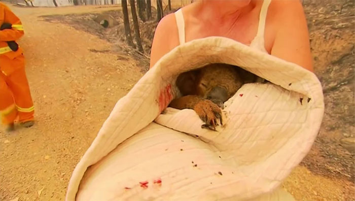 sensivel-mente.com - Mulher salva coala chamuscado e desesperado em incêndio