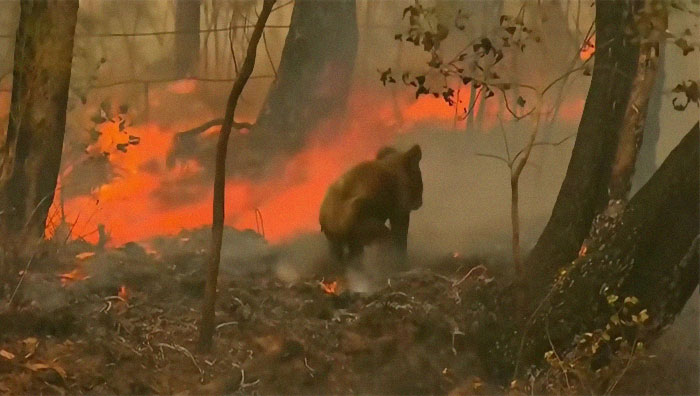 sensivel-mente.com - Mulher salva coala chamuscado e desesperado em incêndio