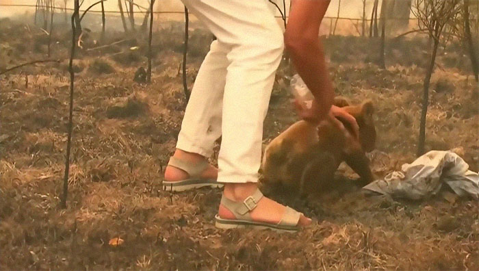 sensivel-mente.com - Mulher salva coala chamuscado e desesperado em incêndio